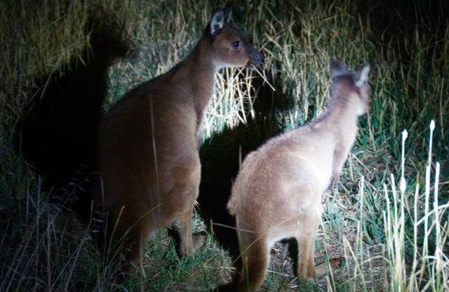 Kangaroos by night