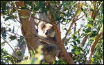 Koala Bear in the Wild